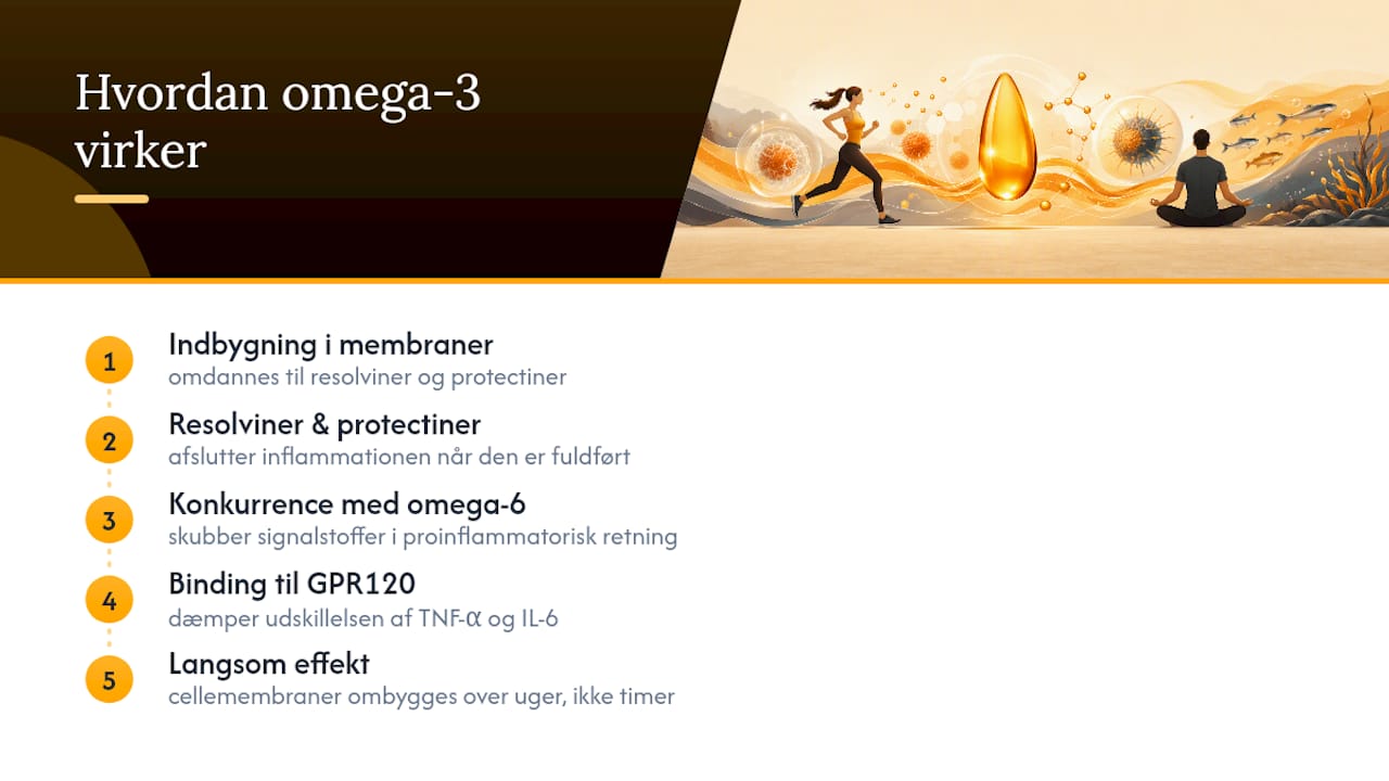 Hvordan påvirker EPA og DHA kroppens inflammationsprocesser? — overview diagram